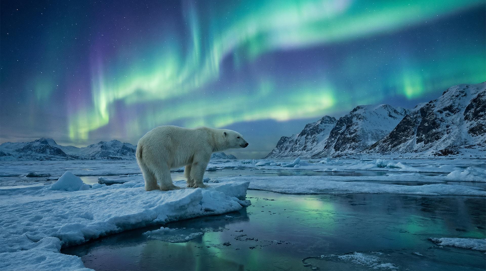 免费看片北极熊视频